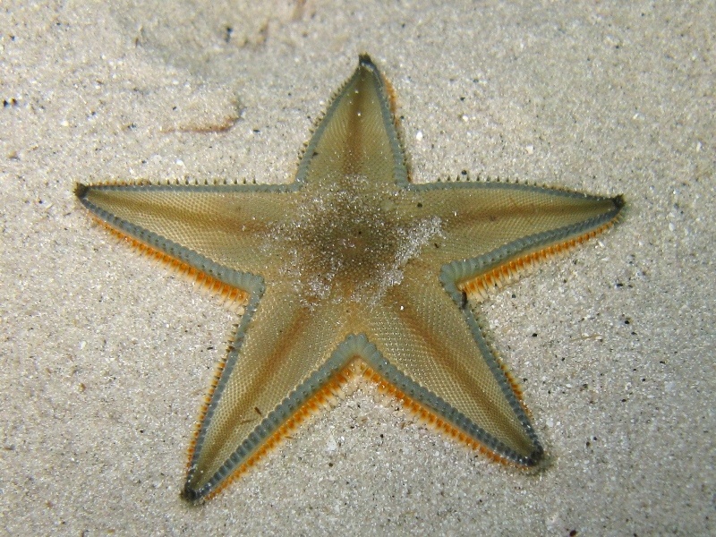 Astropecten jonstoni (Delle Chiaje, 1827)